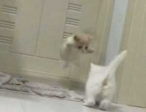 cyroket2585 release date