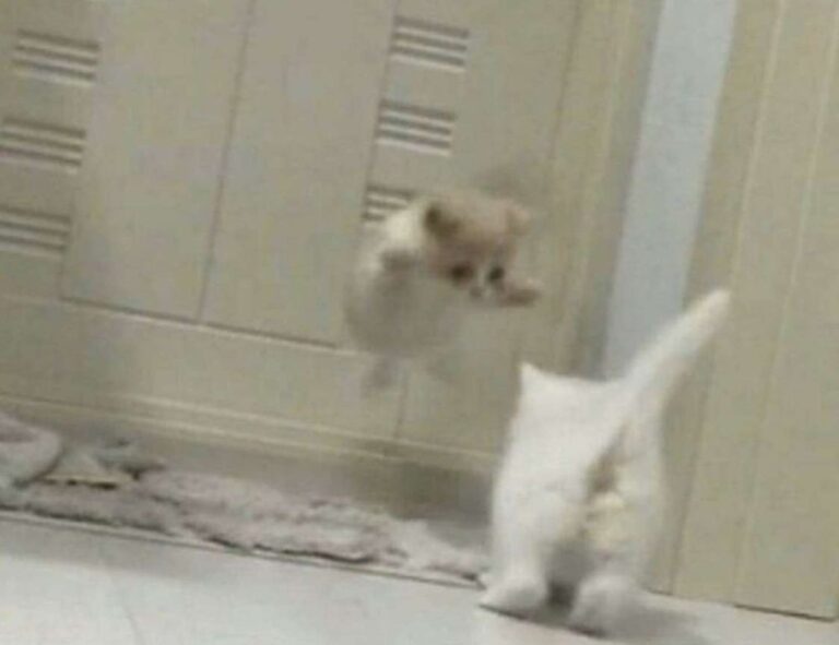 cyroket2585 release date