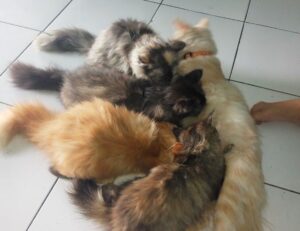 error susbluezilla new version