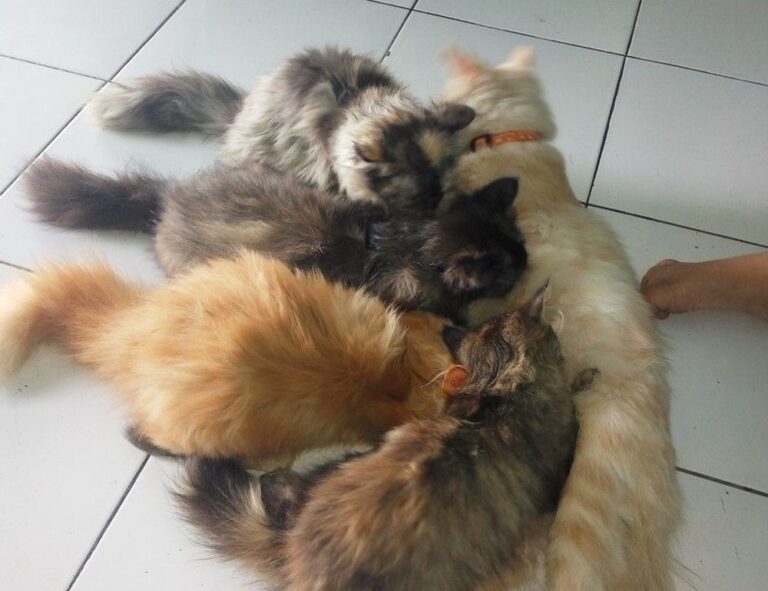 error susbluezilla new version