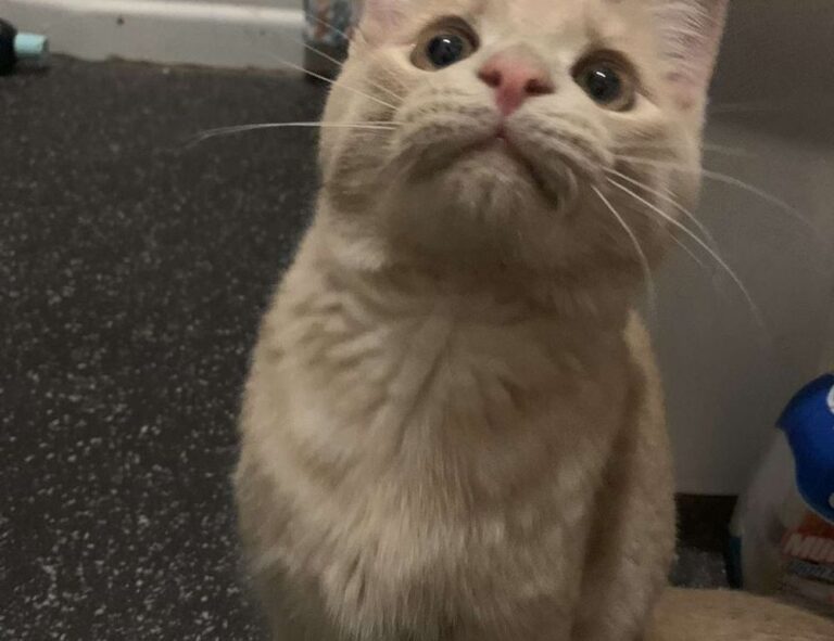 fix bug ralbel28.2.5