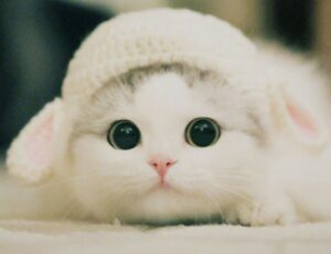 highlights of nummazaki