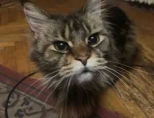 how can zydaisis disease be cured