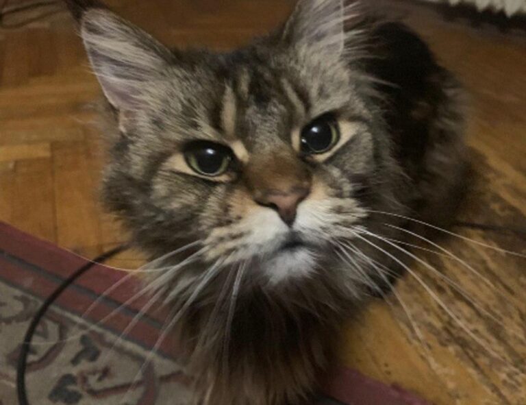 how can zydaisis disease be cured