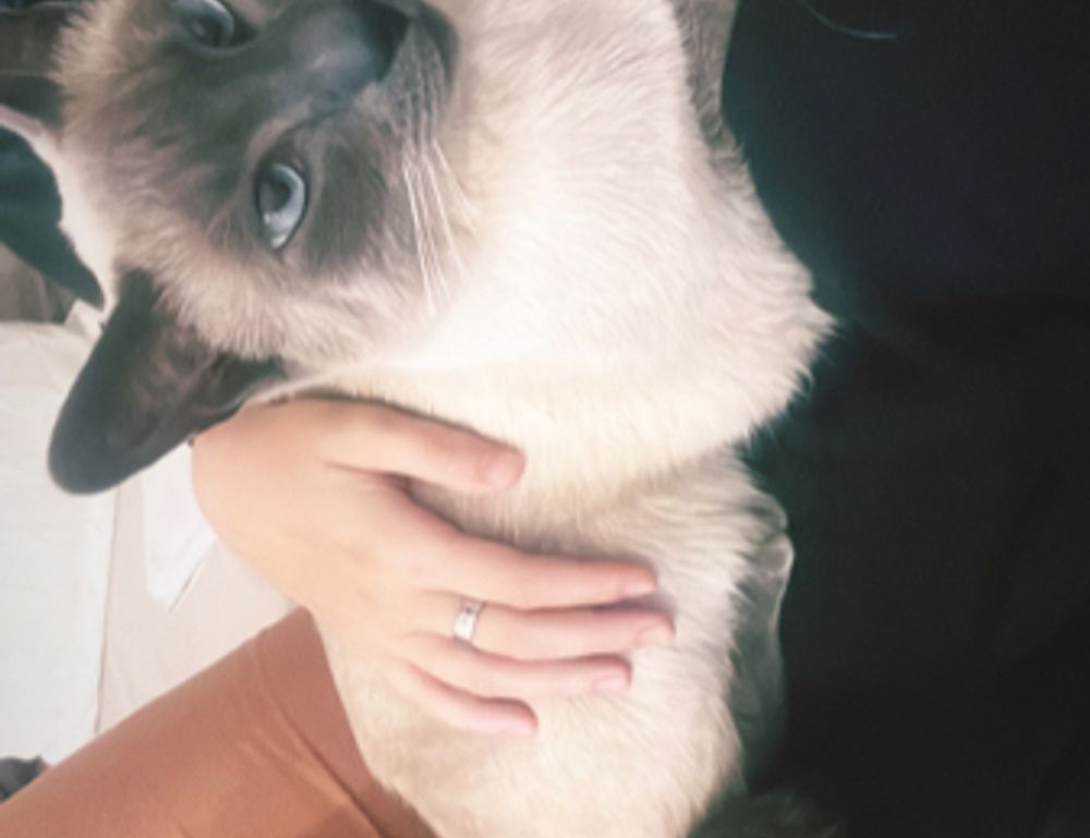 indoor pets lwmfpets