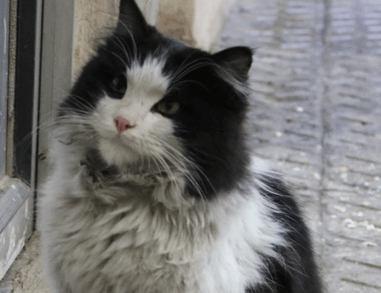 is 2579xao6 easy to learn