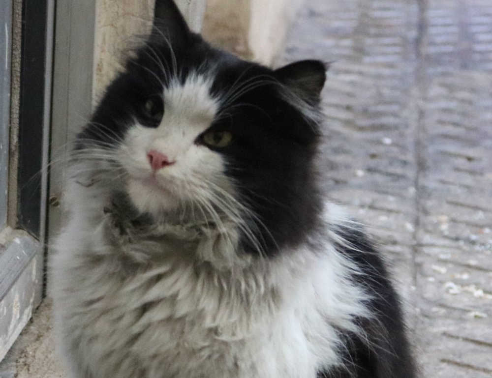 is 2579xao6 easy to learn