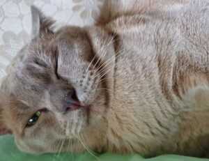 lwmfpets advice by lookwhatmomfound