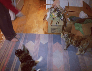 lwmfpets indoor pets