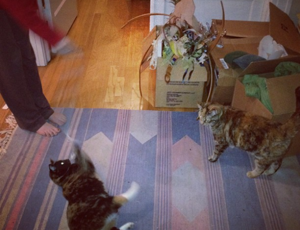 lwmfpets indoor pets