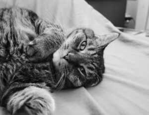 outdoor pets lwmfpets