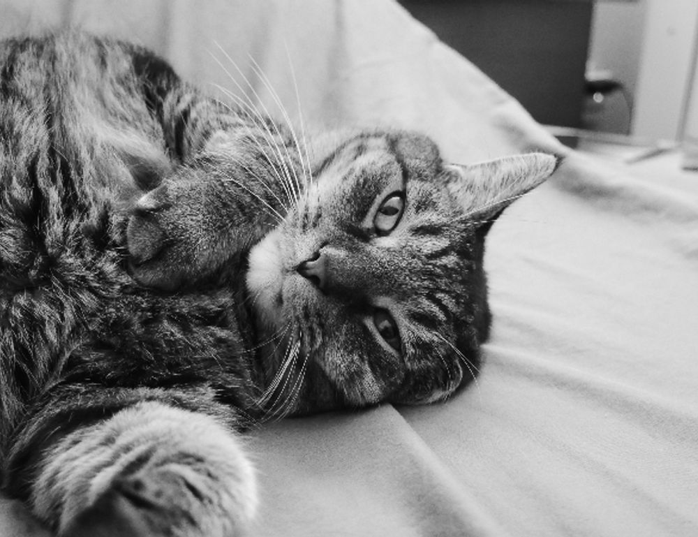 outdoor pets lwmfpets