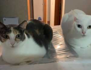 pet guide lwmfpets from lookwhatmomfound