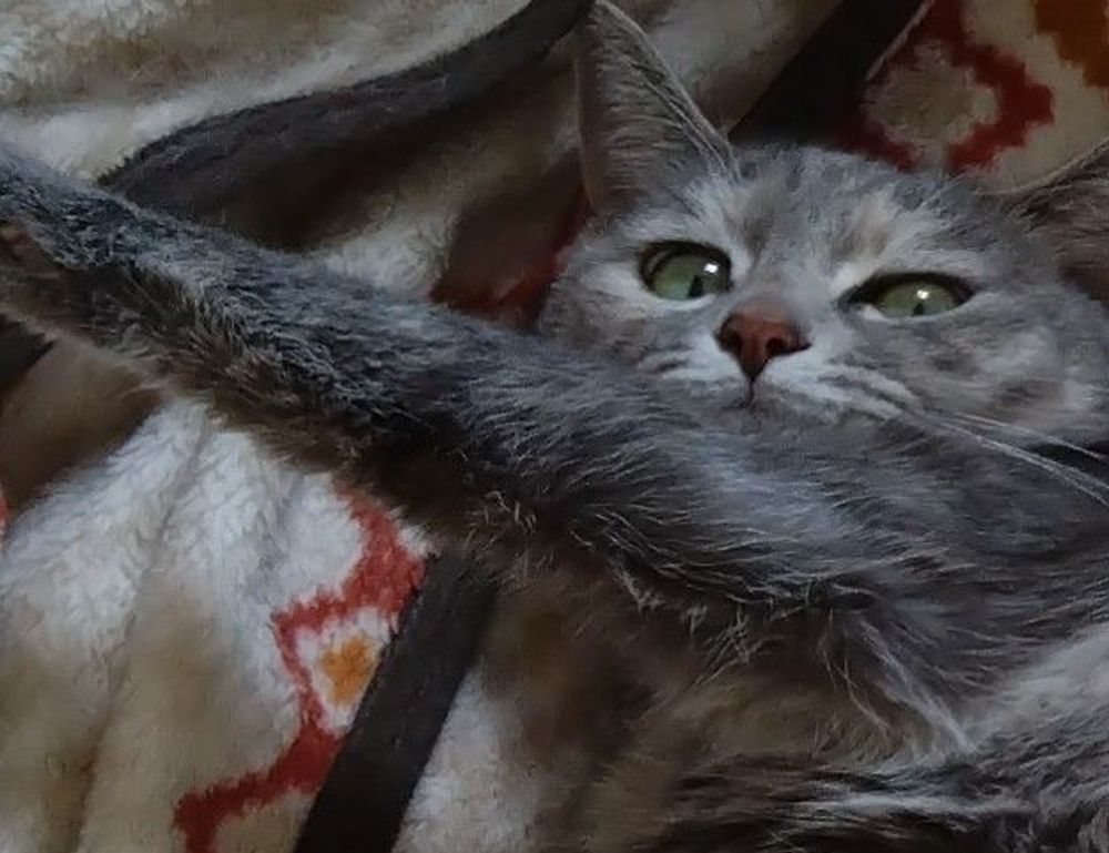 pet tips and tricks lwmfpets