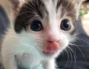 software name meetshaxs