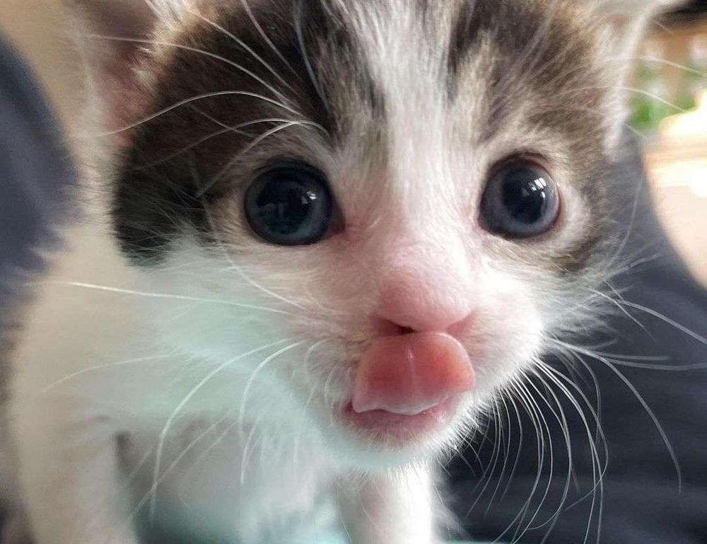 software name meetshaxs