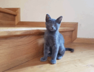 training pets lwmfpets