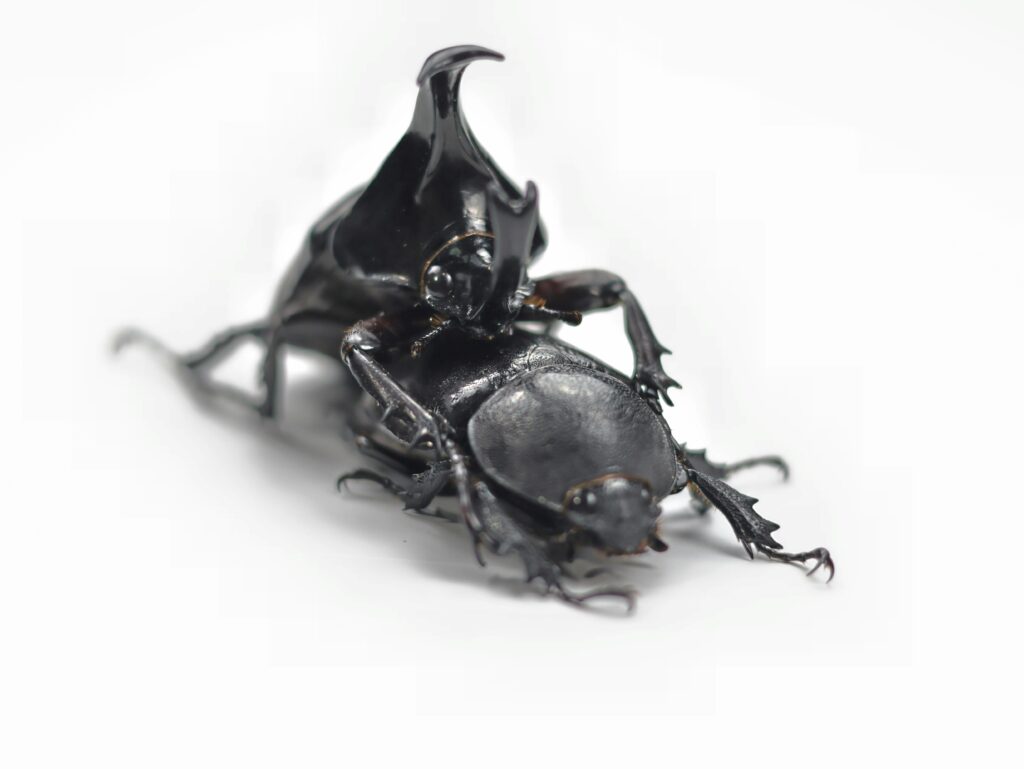 animal communication science