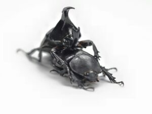 animal communication science