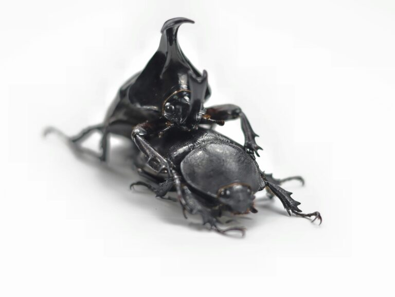 animal communication science