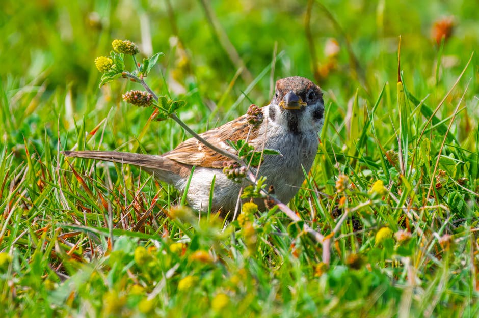 types of animal shelters