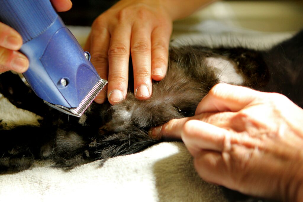 pet grooming tips