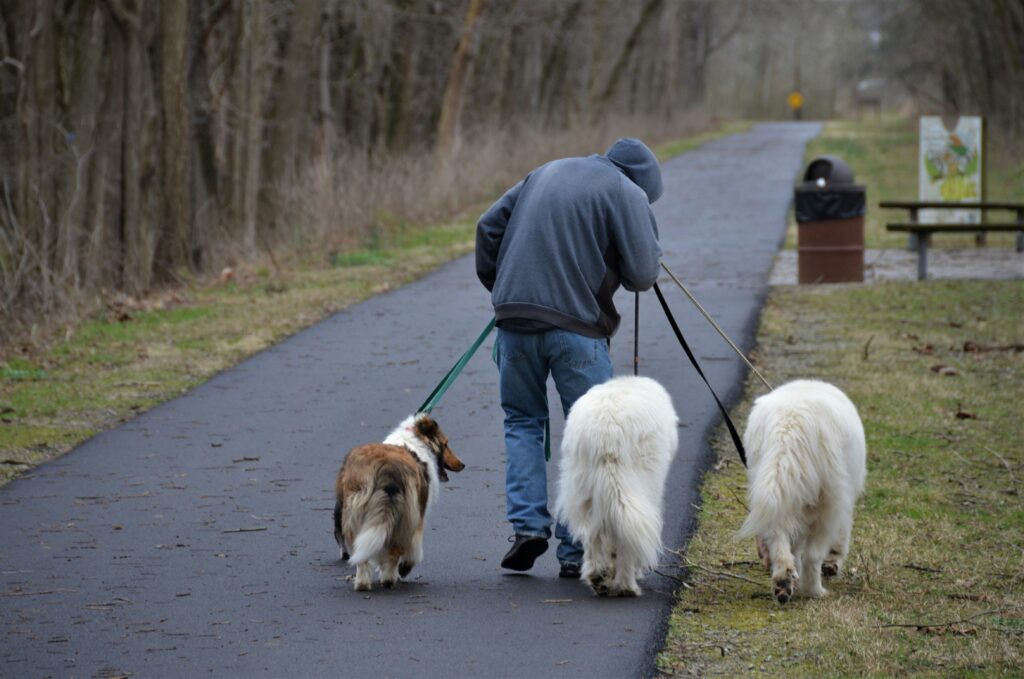 pet GPS trackers