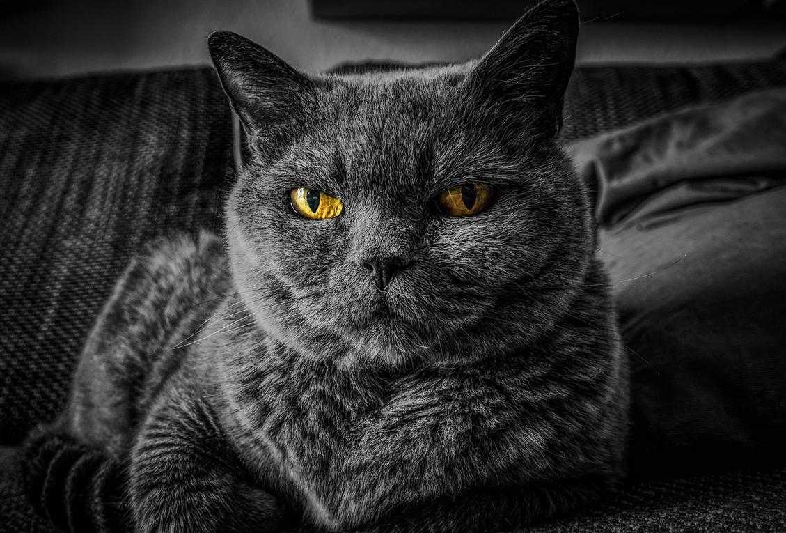 Lwmfpets Indoor Pets