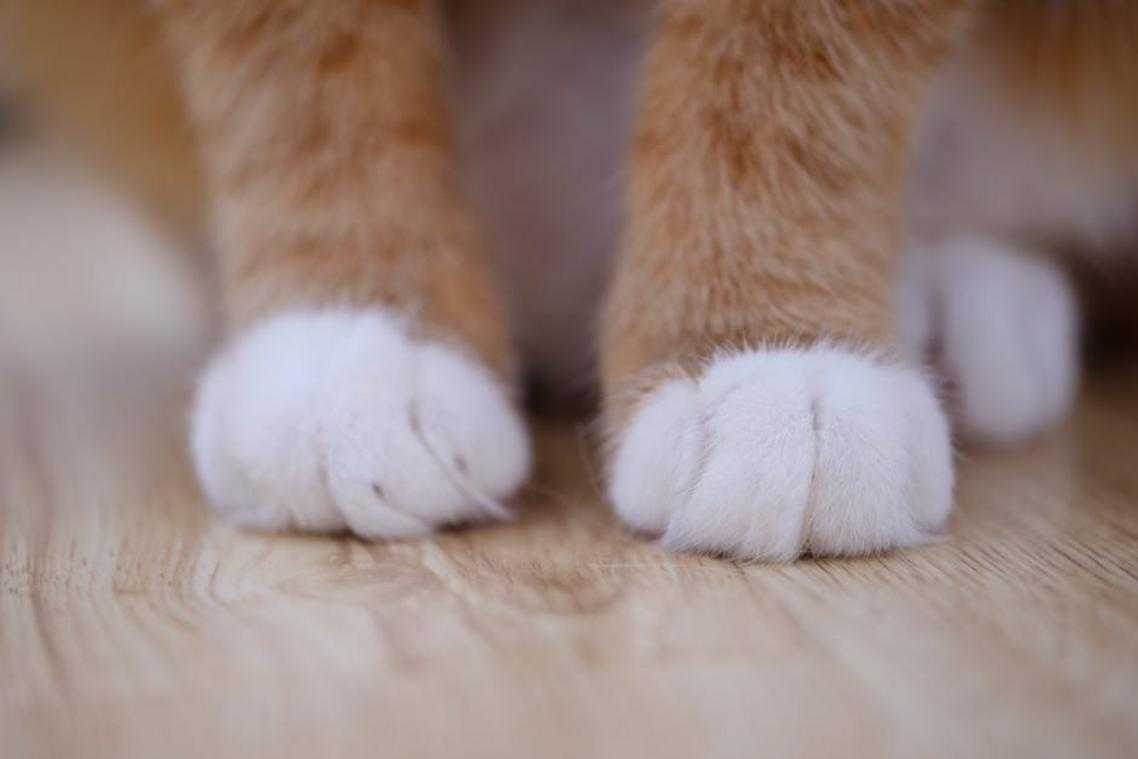 Pet Tips Lwmfpets