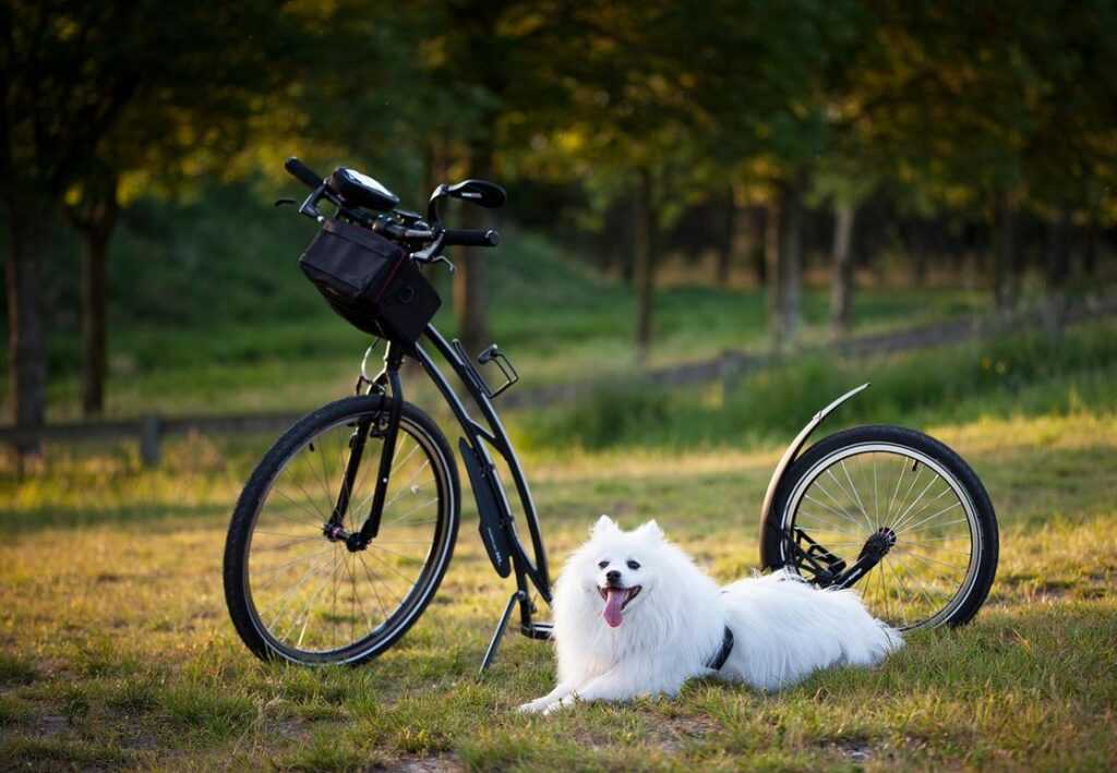 training pets lwmfpets