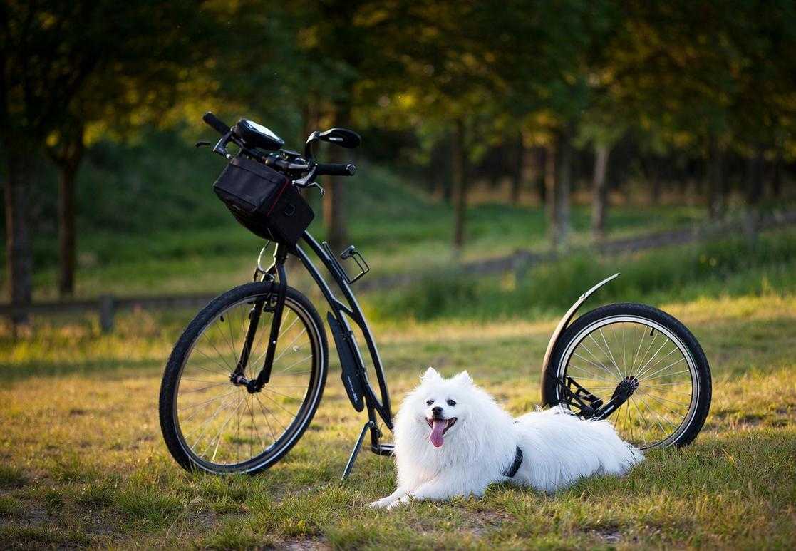 Training Pets Lwmfpets