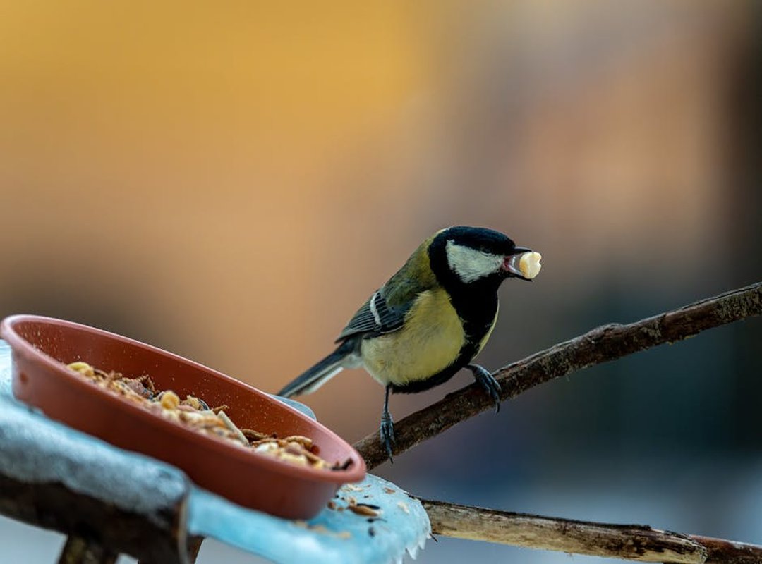 Infoguide for Birds Llblogpet