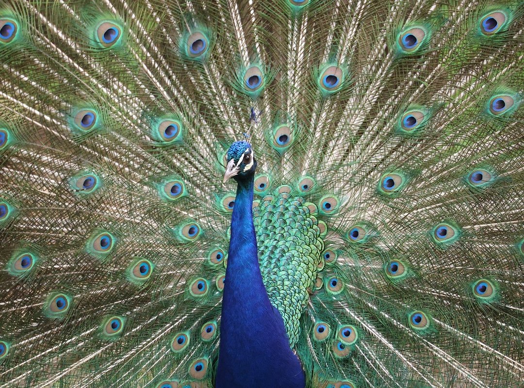 Llblogpet Advice for Birds From Lovelolablog