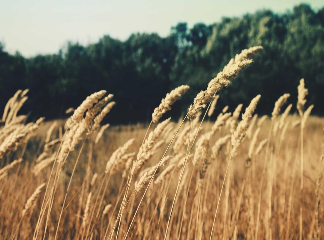 Understanding the Franchise Model: Corporate vs. Local Actions