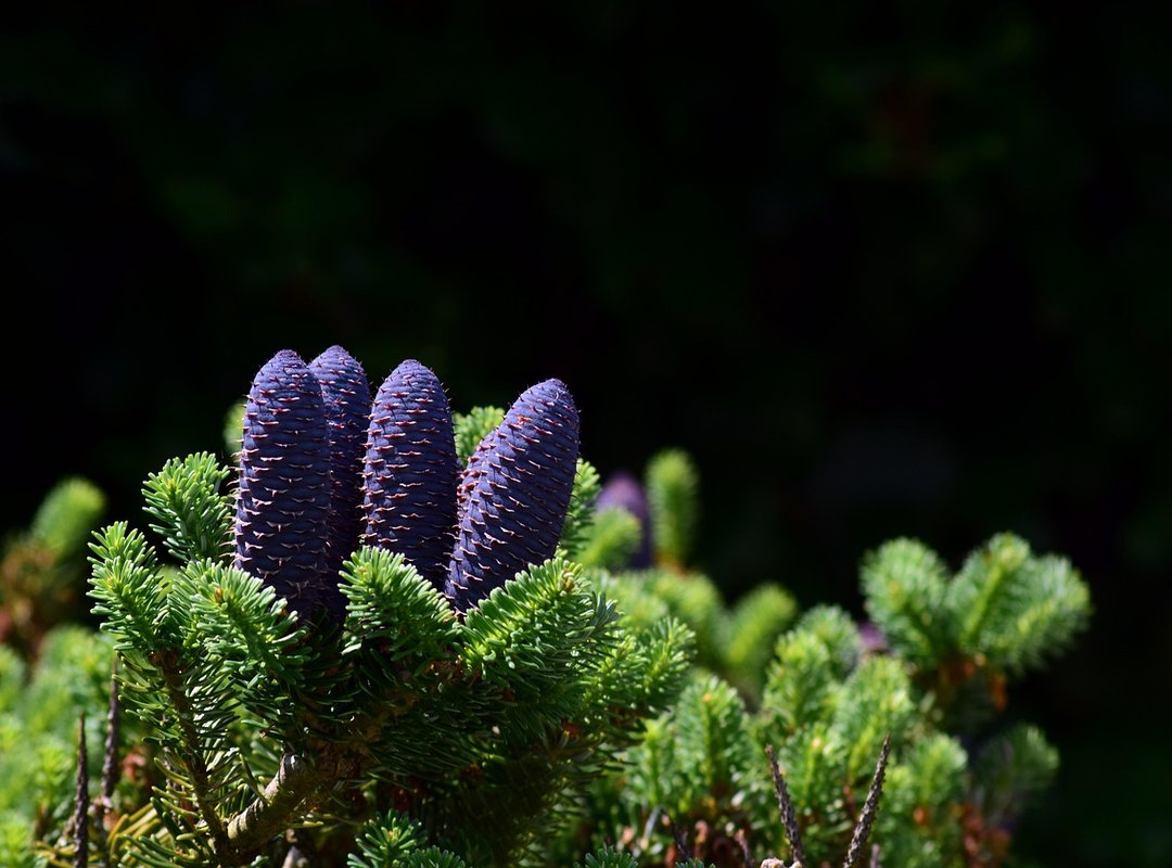 Where to Find the Official 'Tree Photo' Today