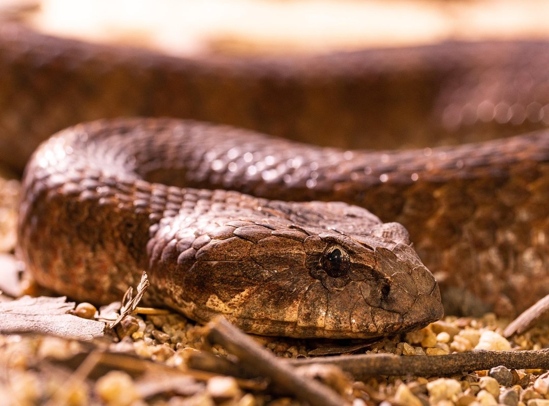 Reptile Species You Can Expect to See